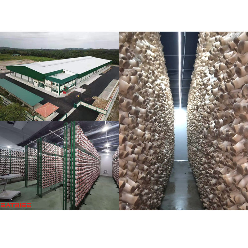 One-stop Mushroom Farm Design and Growing System Equipment