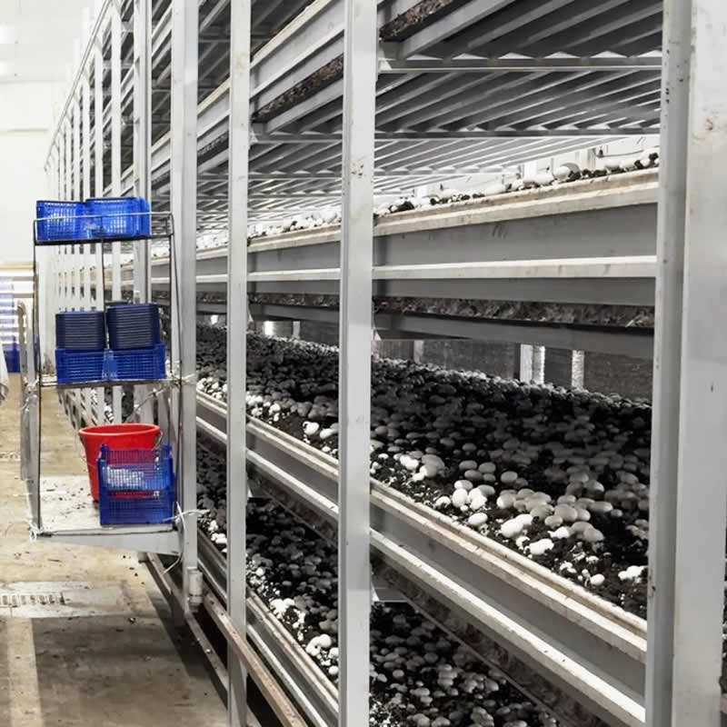 Button Mushroom Farming Equipment Multi-layer Corrosion-Resistant Aluminum Alloy Mushroom Growing Rack System