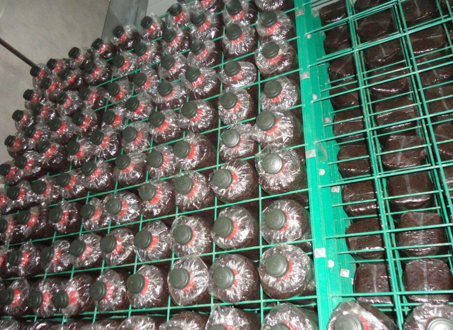 Grid Shiitake Mushroom Compost Bags Growing Shelves