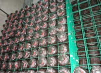 Grid Shiitake Mushroom Compost Bags Growing Shelves