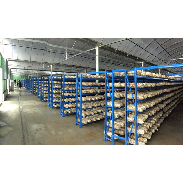 Customizable oyster Mushroom Fruiting Racks Growing Shelves