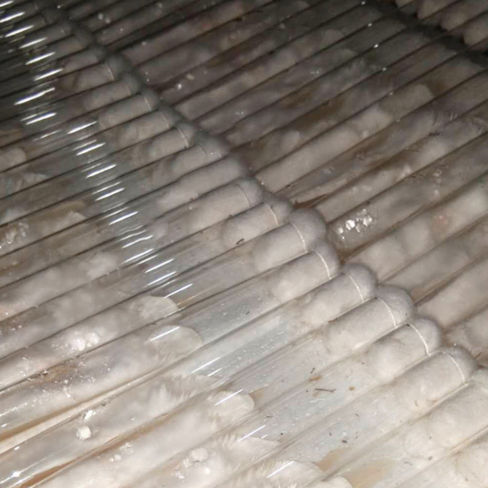 Oyster Mushroom Liquid Mother Culture Mushroom Spores for Cultiavtion