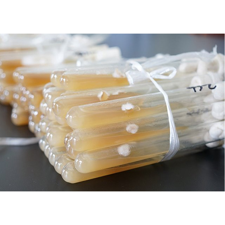 Oyster Mushroom Original Mycelium Edible Fungus Liquid Culture Spawn