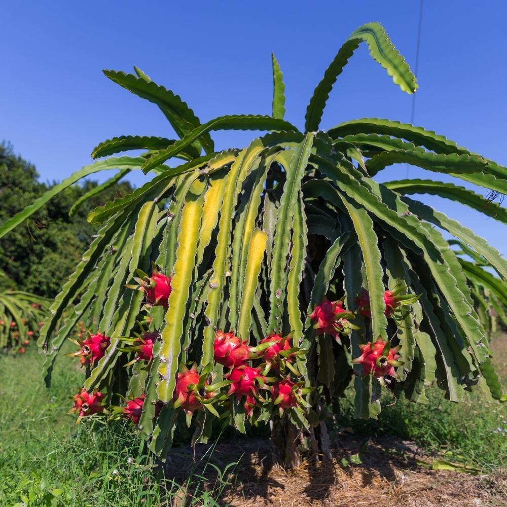 Dragon Fruit Plant