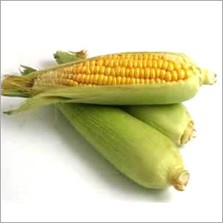 पीला मक्का
