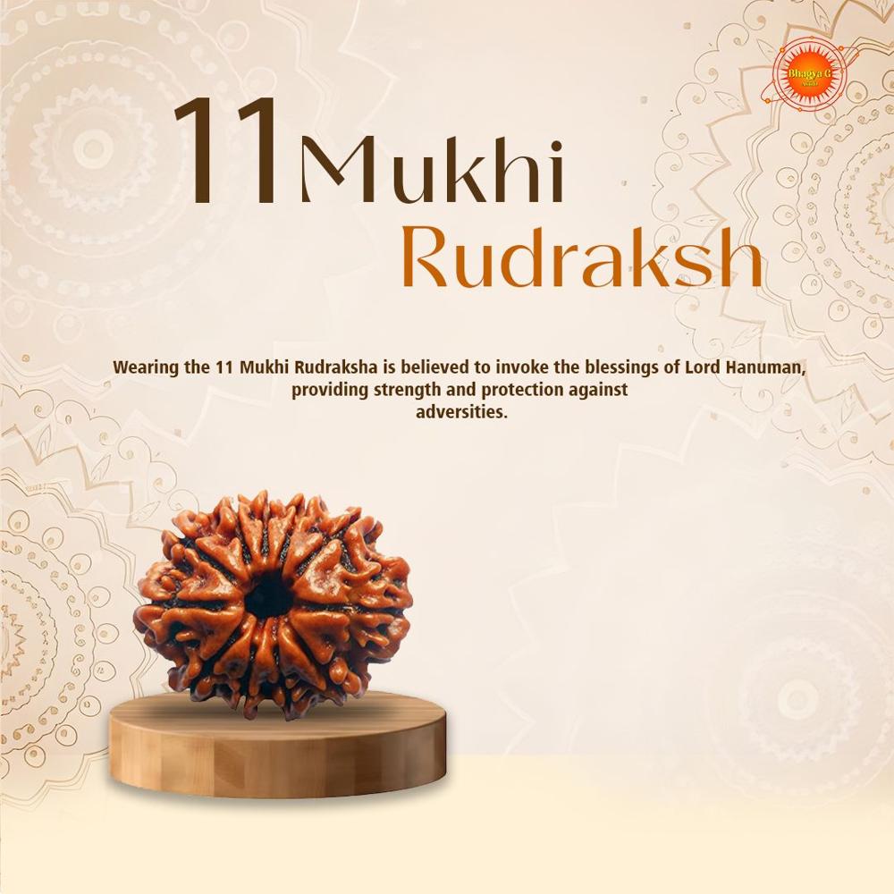 11 Mukhi Rudraksha Beads