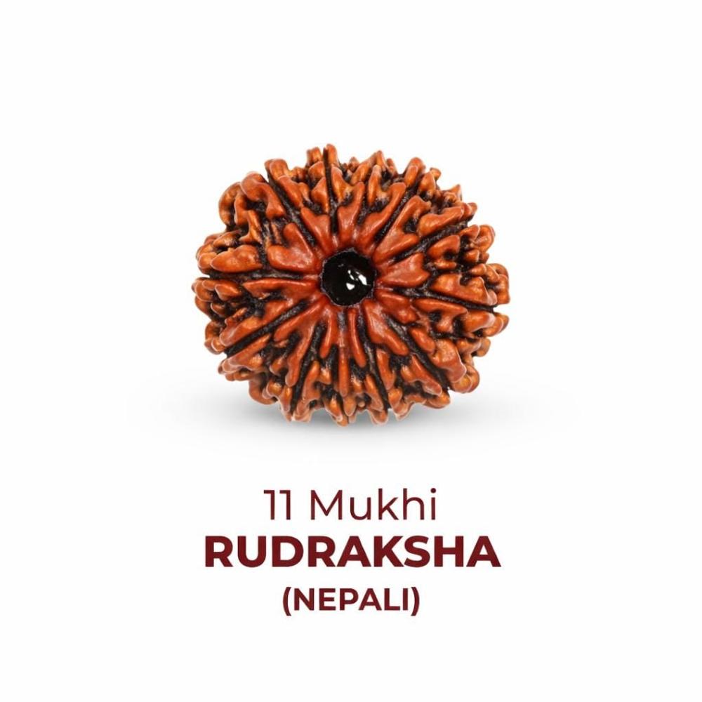 11 Mukhi Rudraksha Beads