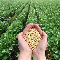 सोयाबीन