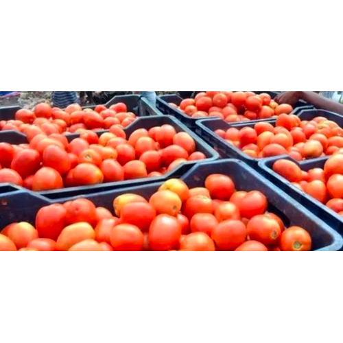 Fresh Tomato