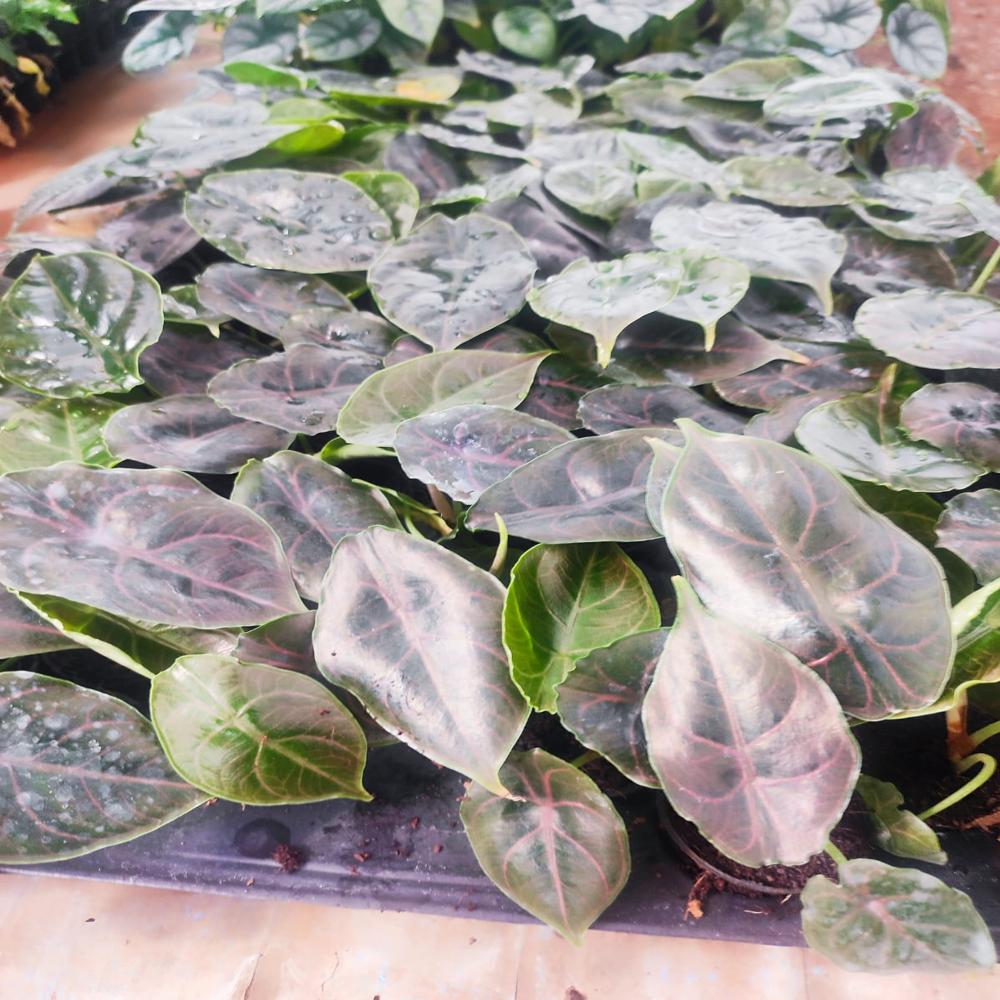 Alocacia Varities