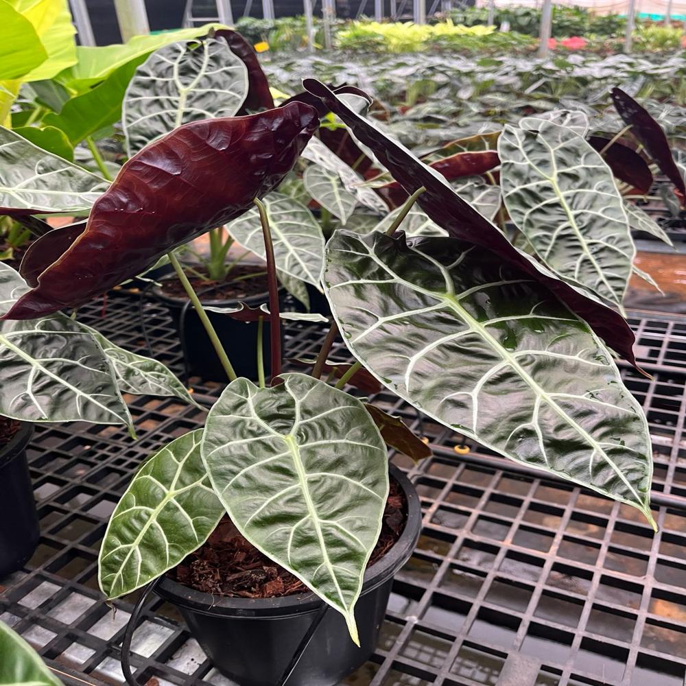 Alocacia Varities