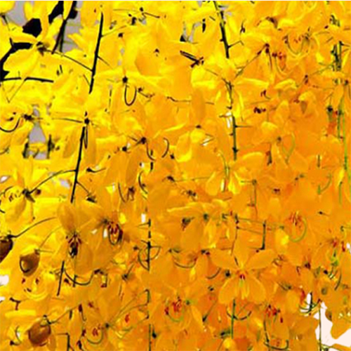 Cassia Fistula