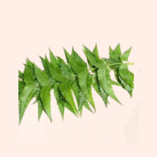 Azadirachta Indica