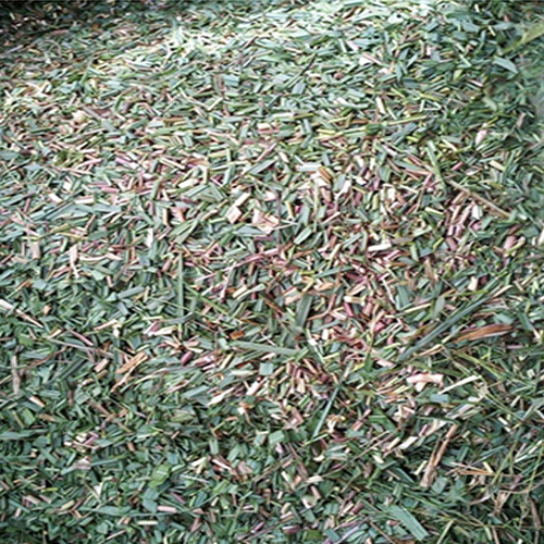 Lemon Grass