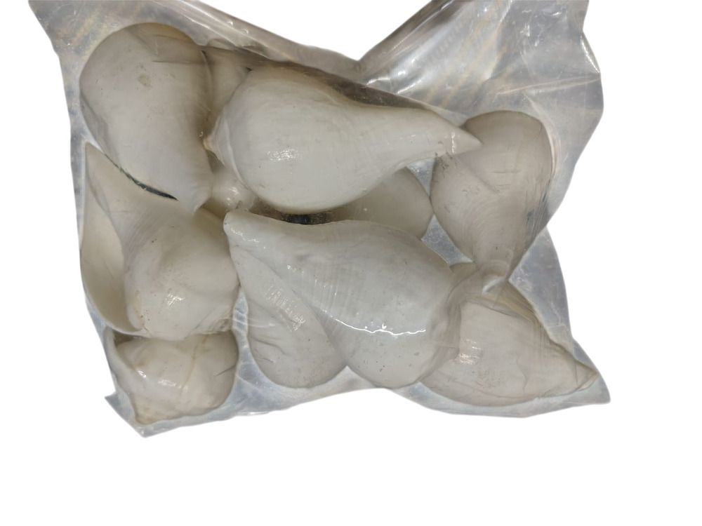 White Shankh Conch