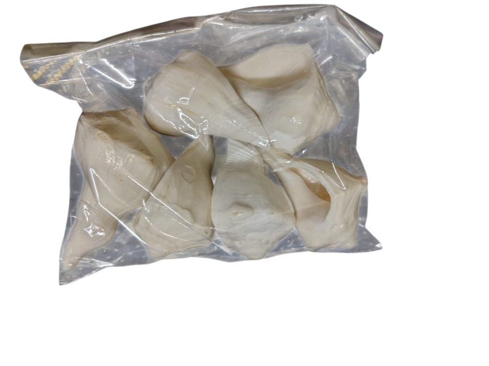 White Shankh Conch