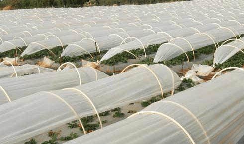 Frost Protection Sheet