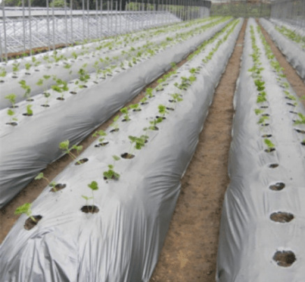 Mulch Film