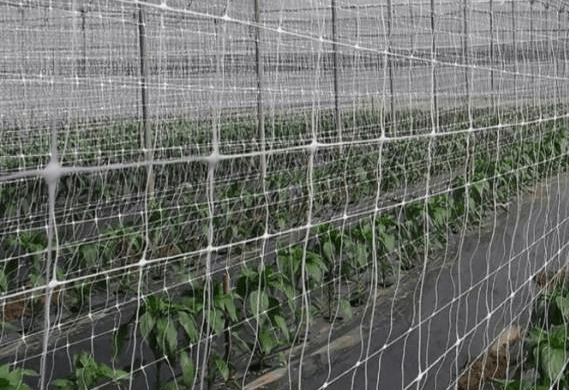 Plant Support Net