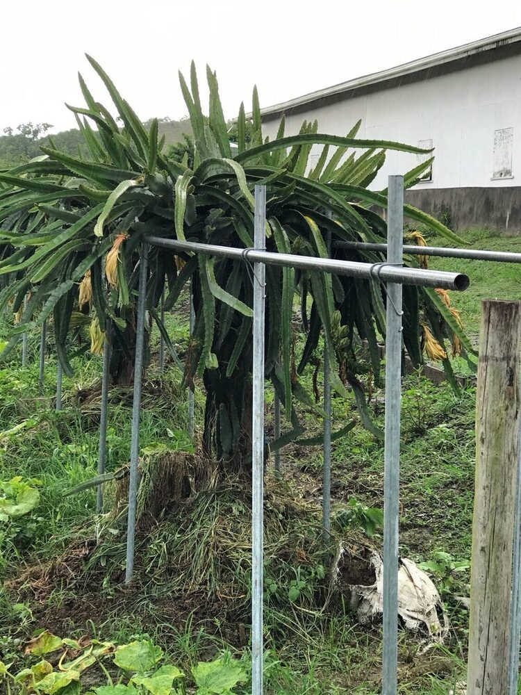 Retractable Trellising System