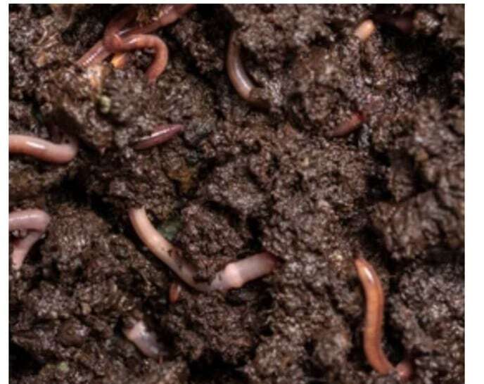 Vermi compost