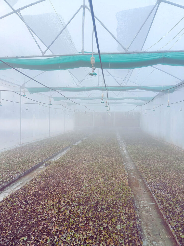 Clonal Growth Chamber