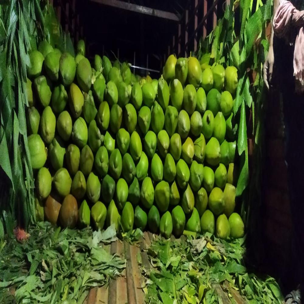 Fresh Green Coconut