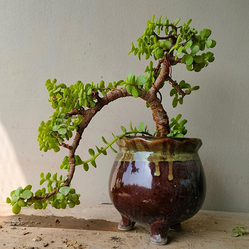 Artifical Bonsai Plant