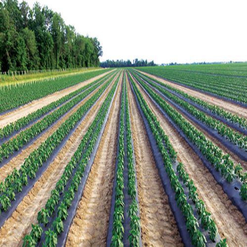 Chili Mulch Paper