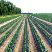 Biodegradable Mulching Paper Manufacturer