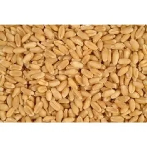 Brown Wheat Seeds