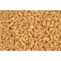 Brown Wheat Seeds