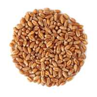 Organic Wheat