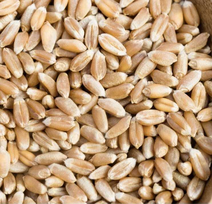 Wheat Grains