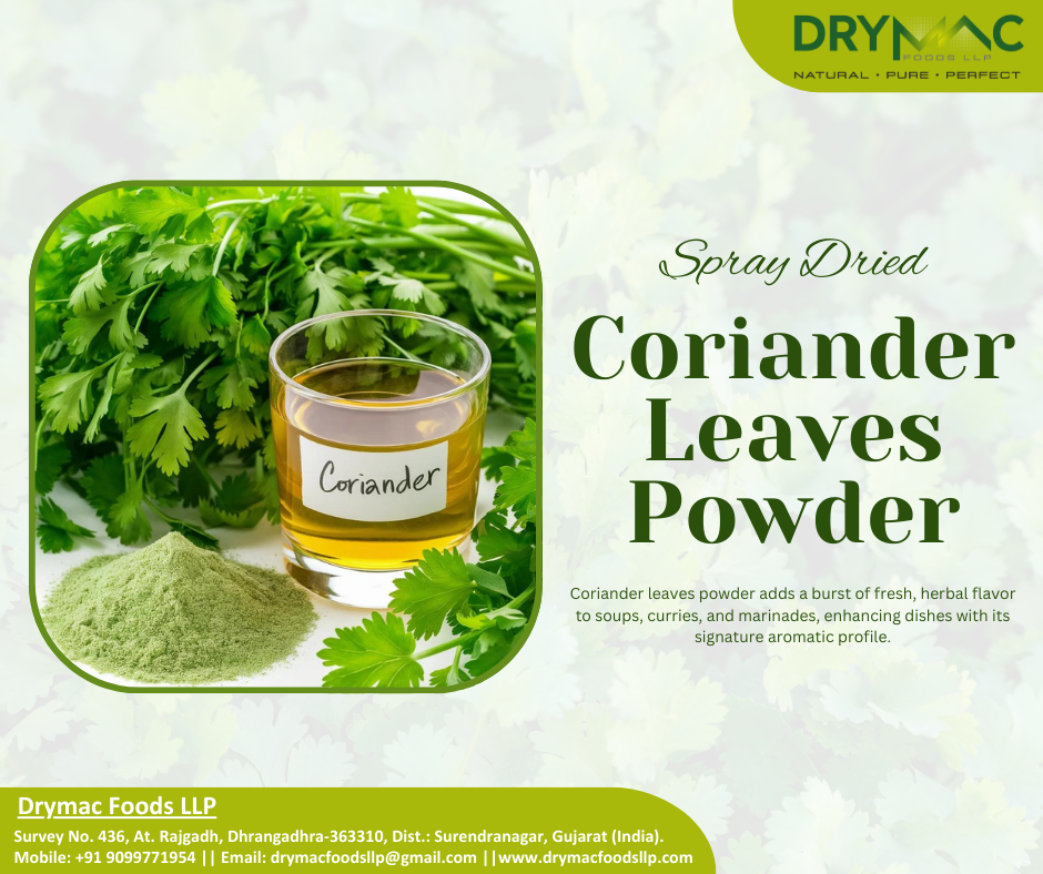 Spray Dried Coriander Leaf Powder