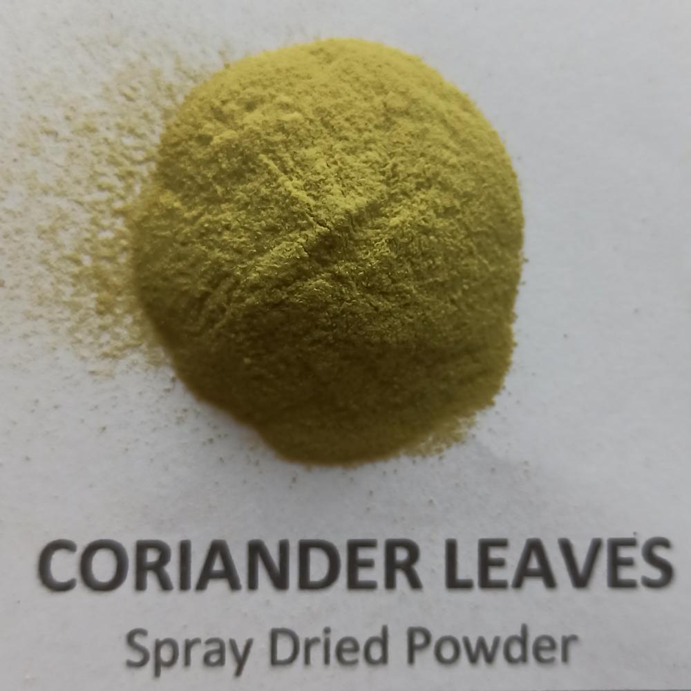 Spray Dried Coriander Leaf Powder