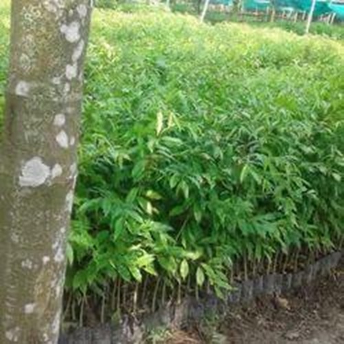 Agarwood Plant - Color: Green