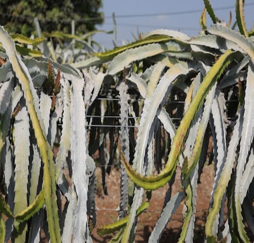 4 Mm Pet Wire Dragon Fruit Farming with Double Trellis