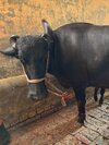 Murrah Buffalo