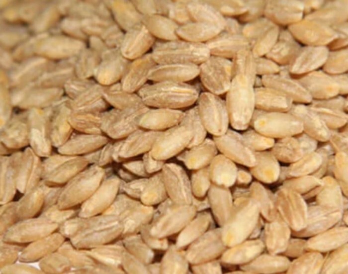 Natural Dried Wheat - Color: Yellow