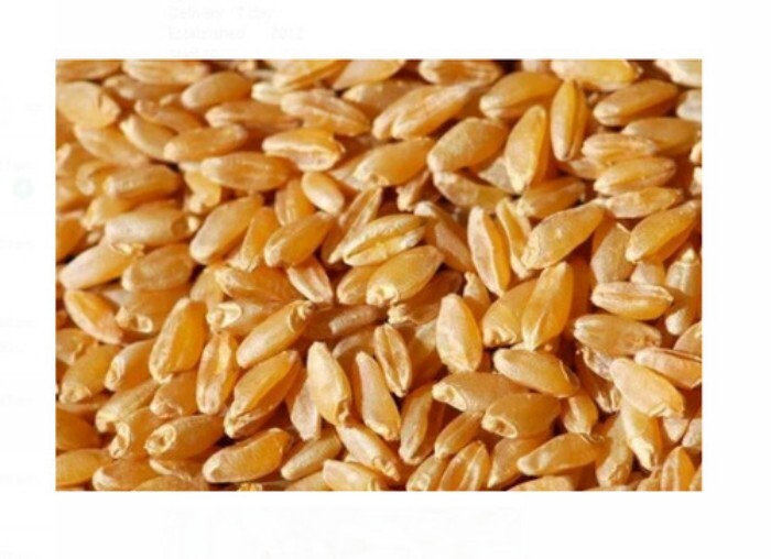 Natural Dried Wheat - Color: Yellow