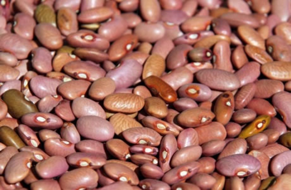 Pink Bean - Shelf Life: 3 Years