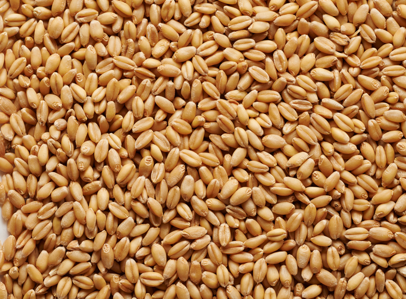 Wheat grain