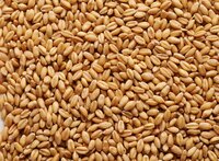 Wheat grain