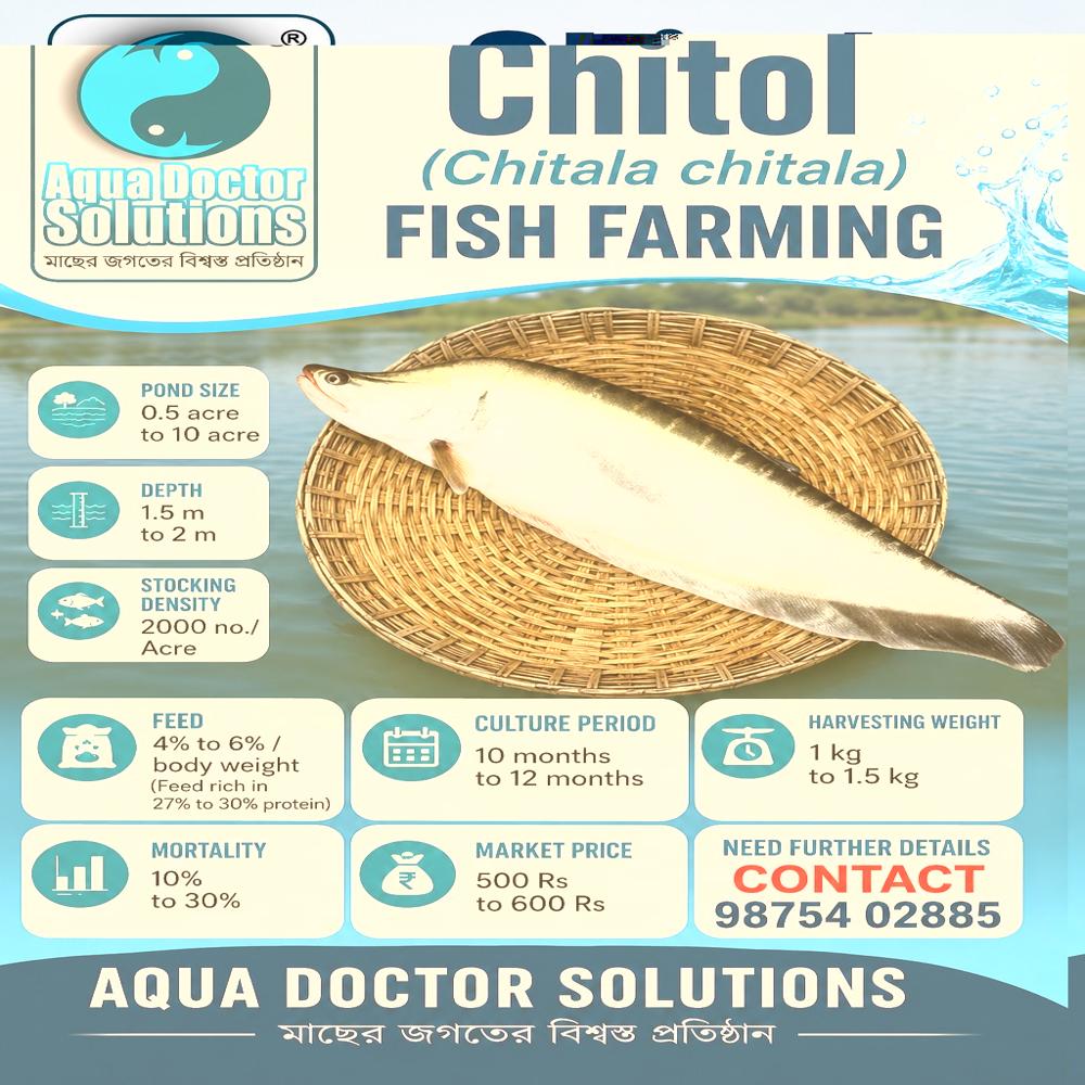 Chitol fish 