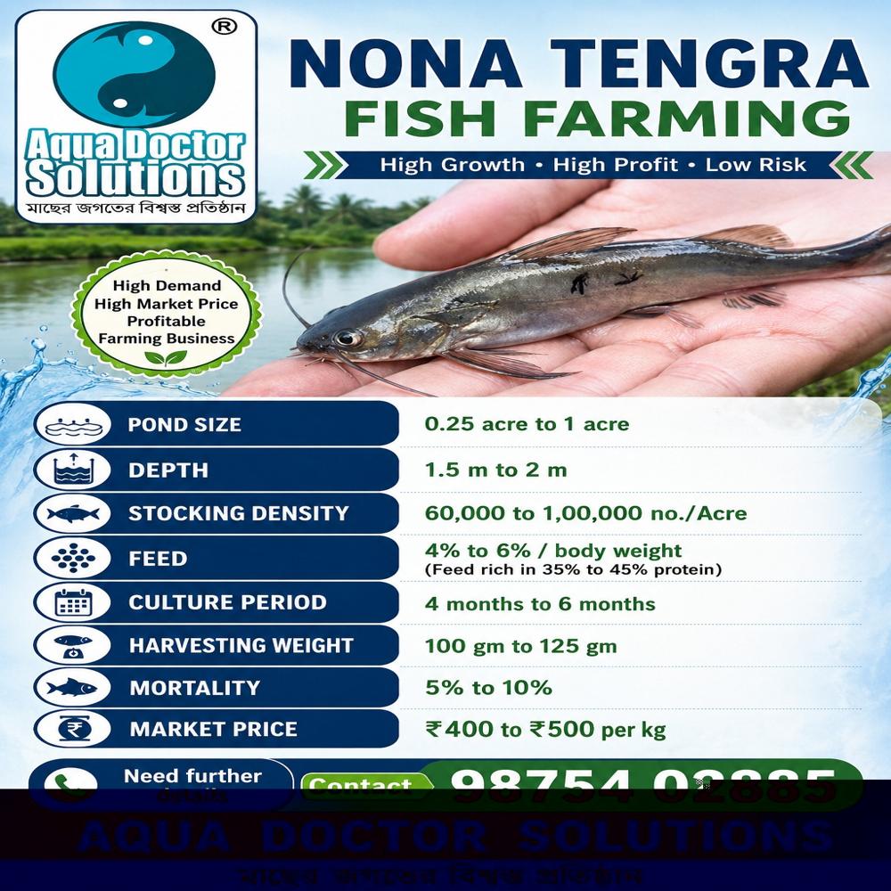 Nona Tengra  Fish 