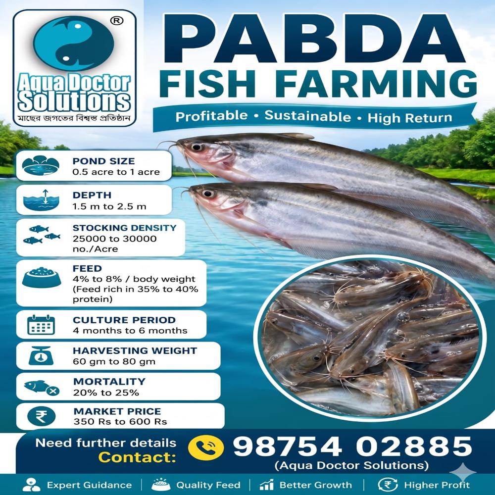 Pabda  Fish