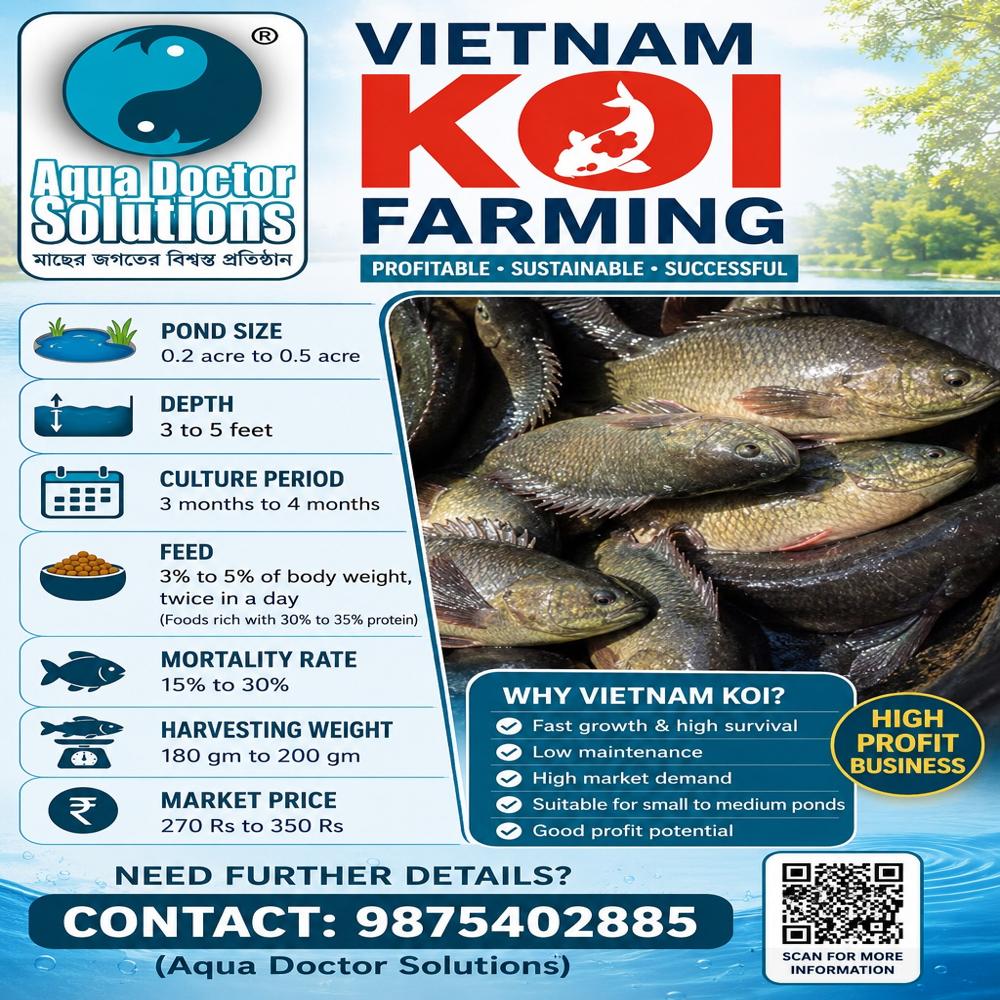Vietnam koi fish 