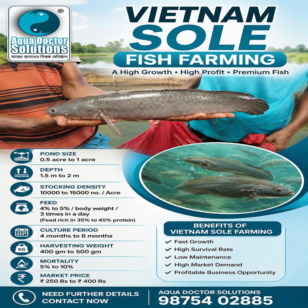 Vietnam sole fish