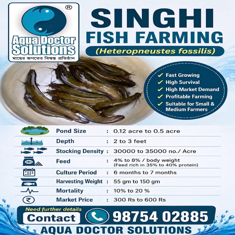 Singhi fish 